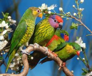 Puzzle Τέσσερις parakeets